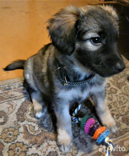 Щенок в добрые руки