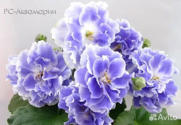 Фиалки сортовой розетки