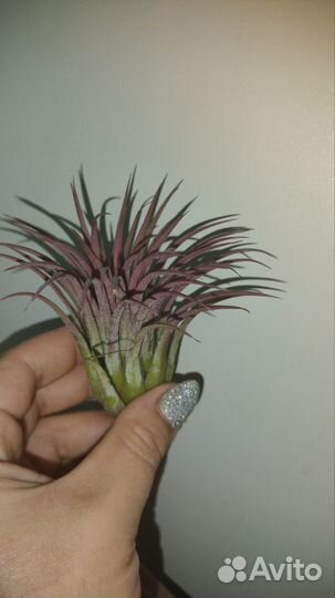 Тилландсия Ionantha Rood