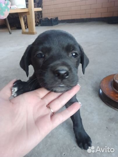Щенки лабрадора в добрые руки