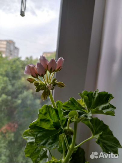 Пеларгония тюльпановидная Emma fran Bengtsbo