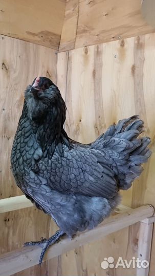 Инкубационное яйцо Амераукана лаванда, цыплята