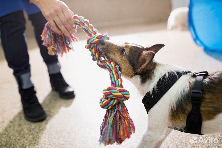 Детский сад для собак
