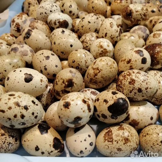 Яйца перепелиные