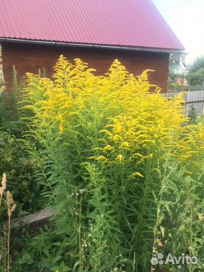 Золотарник