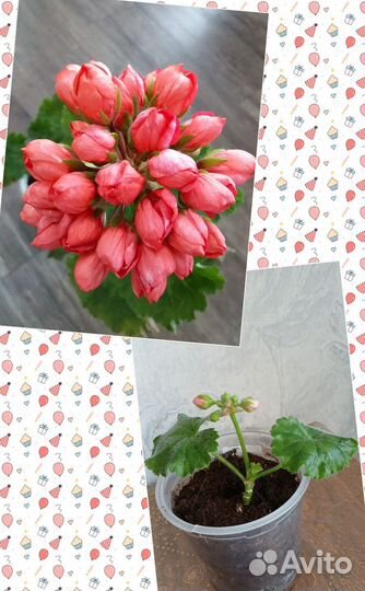 Пеларгонии