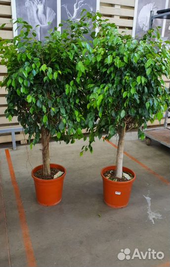 Фикус Бенджамина