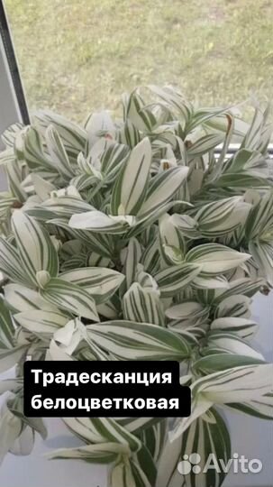 Традесканция