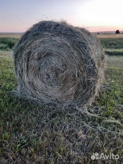Продам сено в рулонах