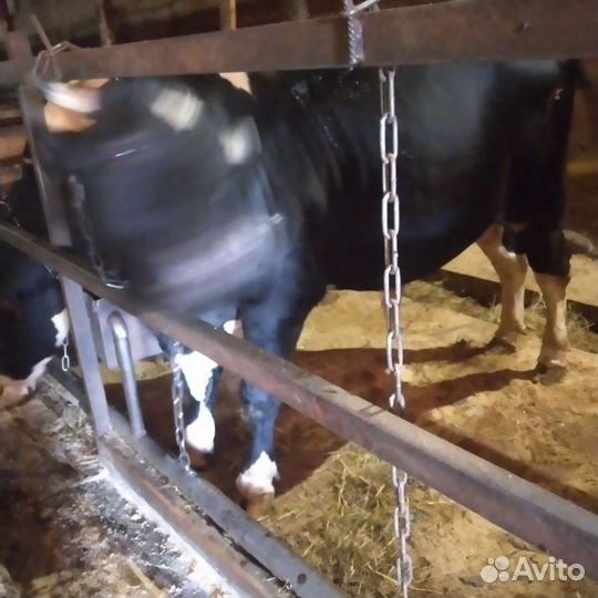 Овцы бараны