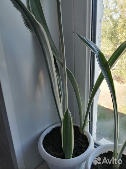 Сансивиерия сортовая