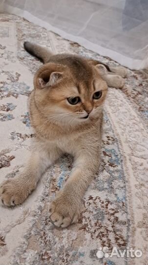 Шотландец вислоухий кот ищет кошечку для свиданий