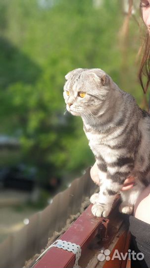 Британский котик вязка