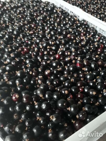 Малина и черная смородина