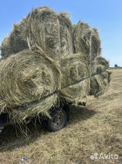 Сено в тюках и рулонах очень хорошего качества