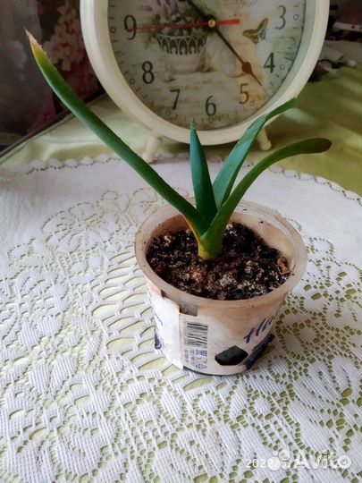 Комнатные растения