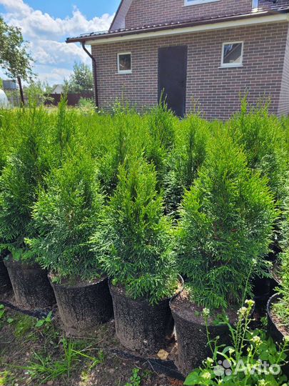 Туя смарагд