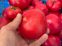 Домашние грунтовые помидоры