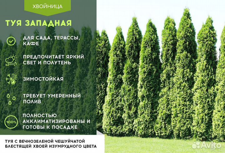 Туя Брабант 1,5 м,Смарагд,Колумна