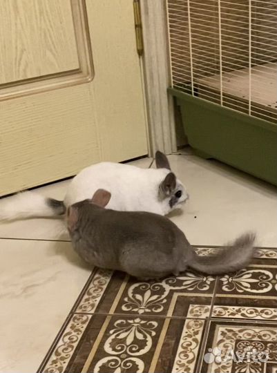 Семья шиншилл