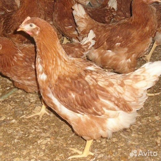 Куры молодки(несушки)