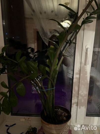 Замиокулькас молодой