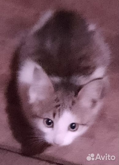 Отдам в добрые руки котят