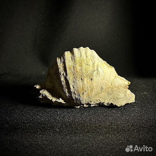 Брахиопода окаменелость ископаемое