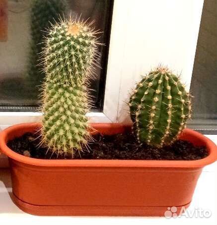 Композиция из двух кактусов