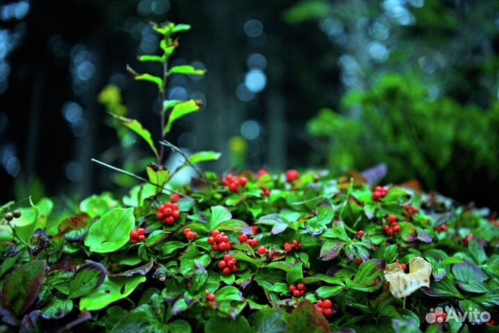 Красника, семена