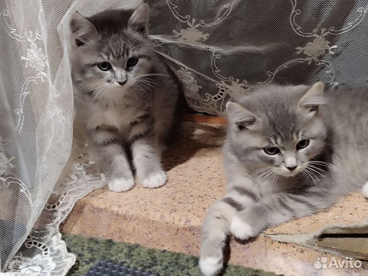 Котята 2 котика в добрые руки