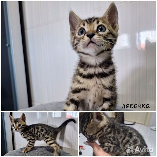 Бенгальские котята