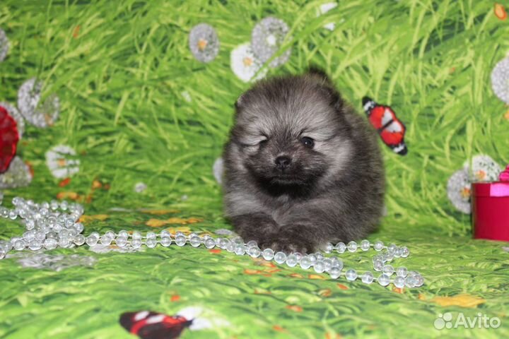 Померанский шпиц