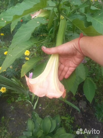 Бругмансия(трубы Ангела)