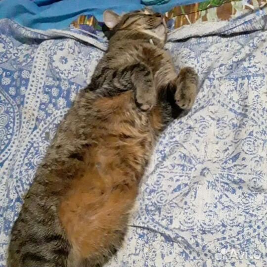 Отдам кота в добрые руки