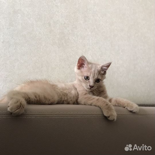 Кот