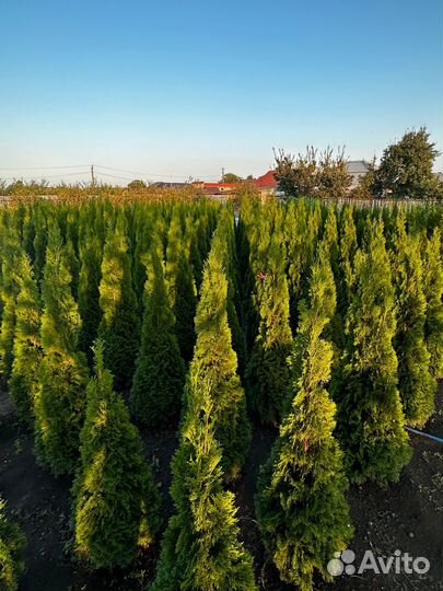 Туи Смарагд