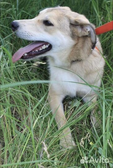 Собака в добрые руки