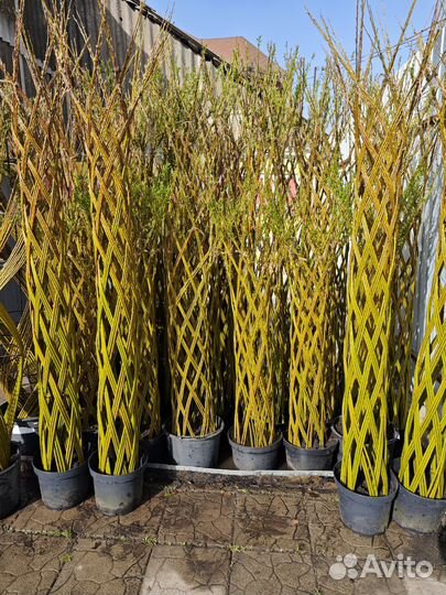 Русская пальма