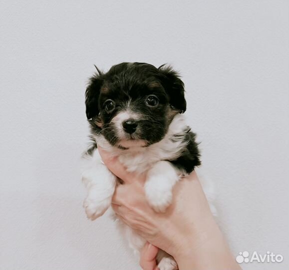 Щенки папийона