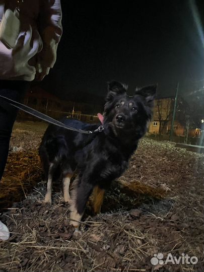 Жужа собачка