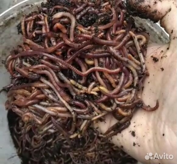 Черви на рыбалку опт и розница