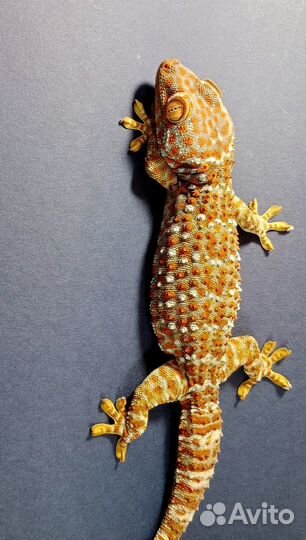 Гекконы токи (Gekko gekko)