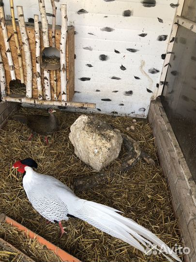 Серебряный фазан