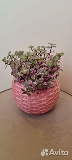 Коллизия розовая пантера