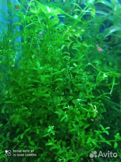 Криптокорина, эхинодорус мини, мох и др