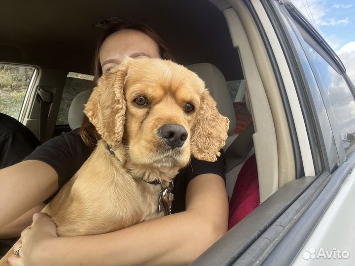 Кокер спаниель, случка