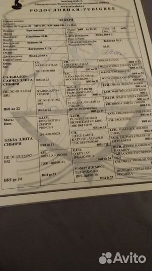 Вязка с породистым британцем с хорошей родословной