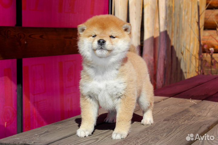 Малышка сиба