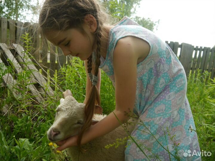 Мини барашки